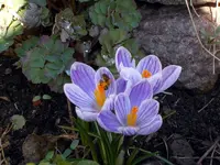 SDC13131.webp