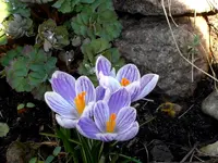 SDC13129.webp