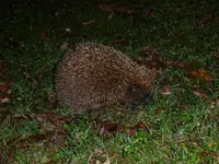 neuer Besuch.webp