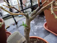 Balkon_märz 013.webp