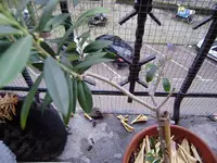Balkon_märz 018.webp
