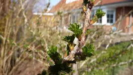 Stachelbeere.webp