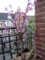 Balkon_märz 004.webp