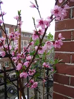 Balkon_märz 009.webp