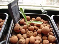 Balkon_märz 039.webp