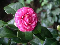 IMGP0107.webp