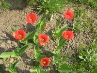 Tulpen.webp