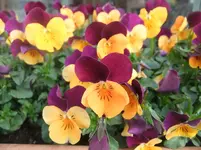 DSCF2569.webp
