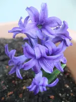 DSCF2565.webp