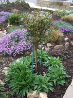 rosenstämmchen vorgarten.webp