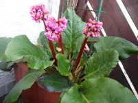 SAM_0300.webp