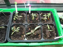 CIMG2743.webp
