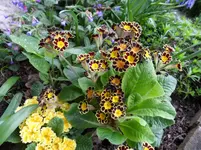 SAM_0309.webp