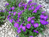 SAM_0308.webp