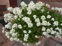 SAM_0310.webp