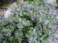 SAM_0306.webp