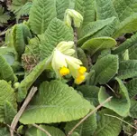 DSC01058 - 2011-04-01 - schlüsselblumen.webp