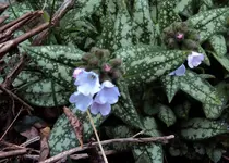 DSC01069 - 2011-04-01 - geflecktes lungenkraut.webp