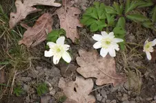 April 2011 005.webp