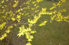 April 2011 006.webp