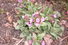 April 2011 007.webp