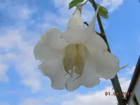 177.webp