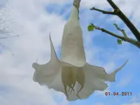 185.webp