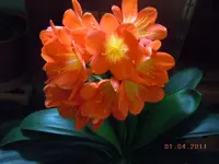 205.webp