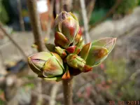 041Knospen.webp
