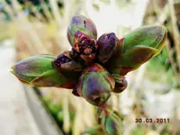 042Knospen.webp