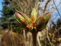 043Knospen.webp