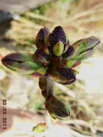 045Knospen.webp