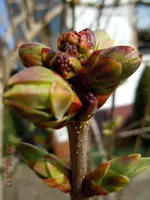 046Knospen.webp