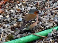 167.webp