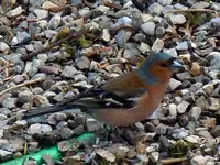 170.webp