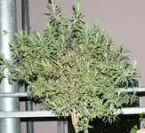 lavendel.webp
