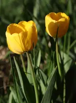 IMG_1309.webp