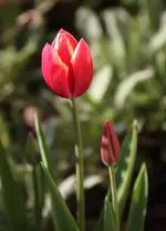 IMG_1315.webp