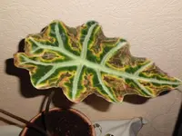 Krankes_Blatt.webp