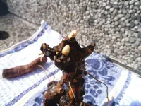 SAM_0200.webp