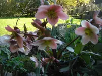 CIMG6348.webp