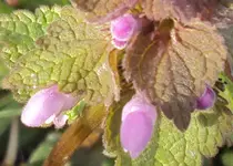 DSC01085 - 2011-04-02 - taubnessel rosa.webp