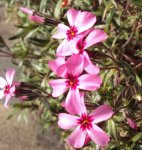 DSC01086 - 2011-04-02 - polsterphlox rosa-rot.JPG