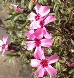 DSC01086 - 2011-04-02 - polsterphlox rosa-rot.webp