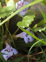 DSC01092 - 2011-04-02 - gundermann.webp