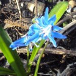 DSC01098 - 2011-04-02 - scilla.JPG