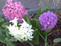 PICT0007.webp