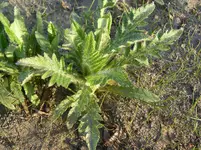 garten 02.04.2011 029.webp