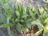 garten 02.04.2011 030.webp