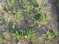 garten 02.04.2011 031.webp